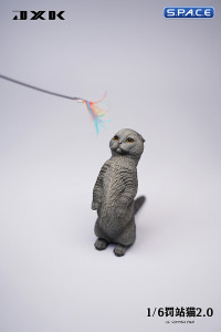 1/6 Scale Scottish Fold (grey)