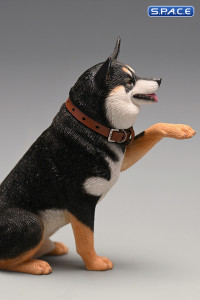 1/6 Scale Play Cute Shiba Inu (tricolor)