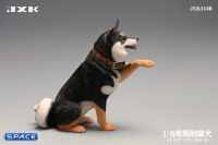 1/6 Scale Play Cute Shiba Inu (tricolor)