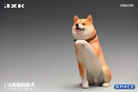 1/6 Scale Play Cute Shiba Inu (white/brown)