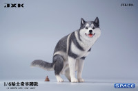 1/6 Scale Siberian Husky Half Squat (black)