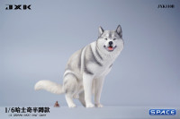 1/6 Scale Siberian Husky Half Squat (grey)