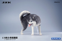 1/6 Scale Siberian Husky Leg Lift (black)