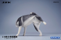 1/6 Scale Siberian Husky Leg Lift (black)