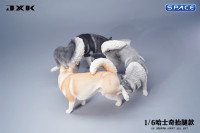 1/6 Scale Siberian Husky Leg Lift (black)