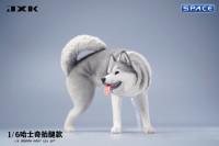 1/6 Scale Siberian Husky Leg Lift (grey)