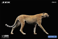 1/6 Scale Acinonyx Jubatus