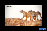 1/6 Scale Acinonyx Jubatus