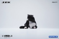 1/6 Scale Lazy Cat 6.0 (black)