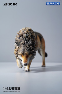 1/6 Scale North American Gray Wolf (brown)