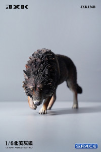 1/6 Scale North American Gray Wolf (black)