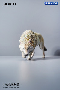 1/6 Scale North American Gray Wolf (white)