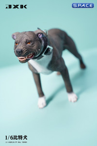 1/6 Scale American Pit Bull Terrier (black)