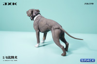 1/6 Scale American Pit Bull Terrier (black)