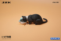 1/6 Scale eating Cat Version B (black)