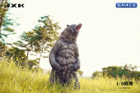 1/6 Scale brown bear Version A