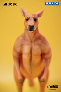 1/6 Scale Kangaroo