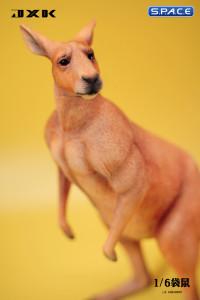 1/6 Scale Kangaroo