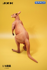 1/6 Scale Kangaroo