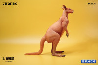 1/6 Scale Kangaroo