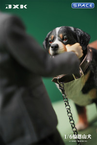 1/6 Scale Bernese Mountain Dog