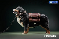 1/6 Scale Bernese Mountain Dog