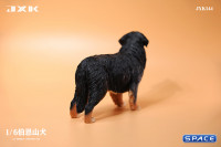 1/6 Scale Bernese Mountain Dog