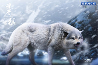1/6 Scale Snow Wolf (Cold Winter Wolf)