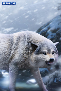 1/6 Scale female Berserker & Snow Wolf (Cold Winter Wolf)