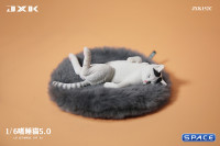 1/6 Scale Cat in dorsal position (white)