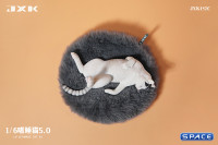 1/6 Scale Cat in dorsal position (white)