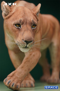 1/6 Scale Lioness Version A