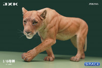 1/6 Scale Lioness Version A