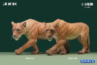 1/6 Scale Lioness Version A