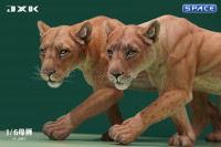 1/6 Scale Lioness Version A