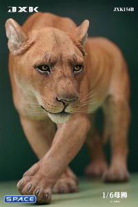 1/6 Scale Lioness Version B