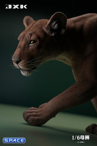 1/6 Scale Lioness Version B