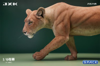 1/6 Scale Lioness Version B