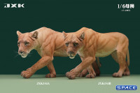 1/6 Scale Lioness Version B