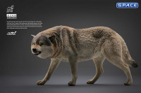 1/6 Scale Grey Wolf (grey)