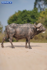 1/6 Scale Syncerus Caffer