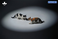 1/6 Scale Felis Catus 3.0 Version A1