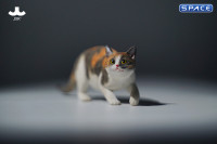 1/6 Scale Felis Catus 3.0 Version A2