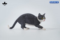 1/6 Scale Felis Catus 3.0 Version B2