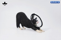 1/6 Scale stretching Cat Version A