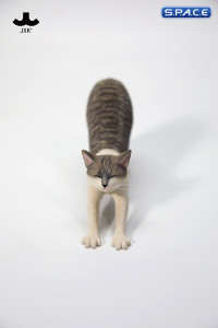 1/6 Scale stretching Cat Version D