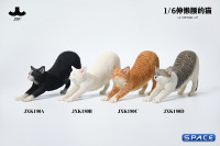 1/6 Scale stretching Cat Version D