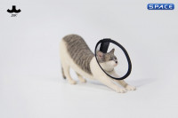 1/6 Scale stretching Cat Version D