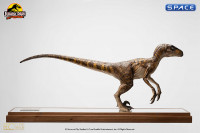 Clever Girl Velociraptor Maquette (Jurassic Park)