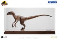 Clever Girl Velociraptor Maquette with Acryl Case (Jurassic Park)